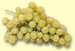 homepage_uva.jpg (12106 byte)